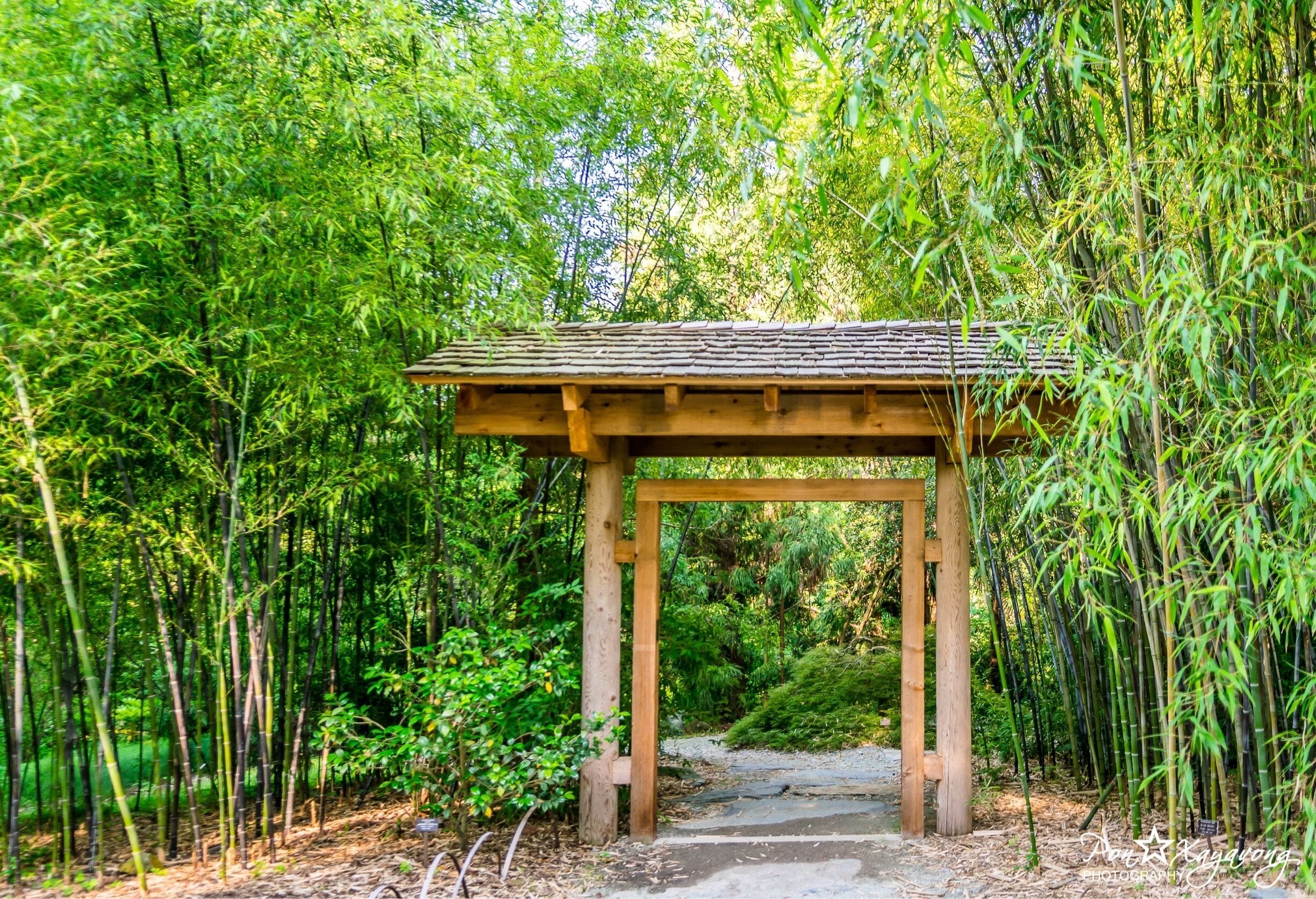 Beautiful Japanese garden at Duke
