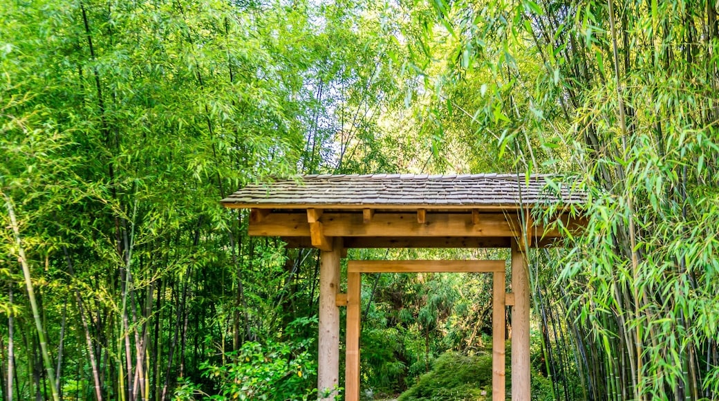 Beautiful Japanese garden at Duke