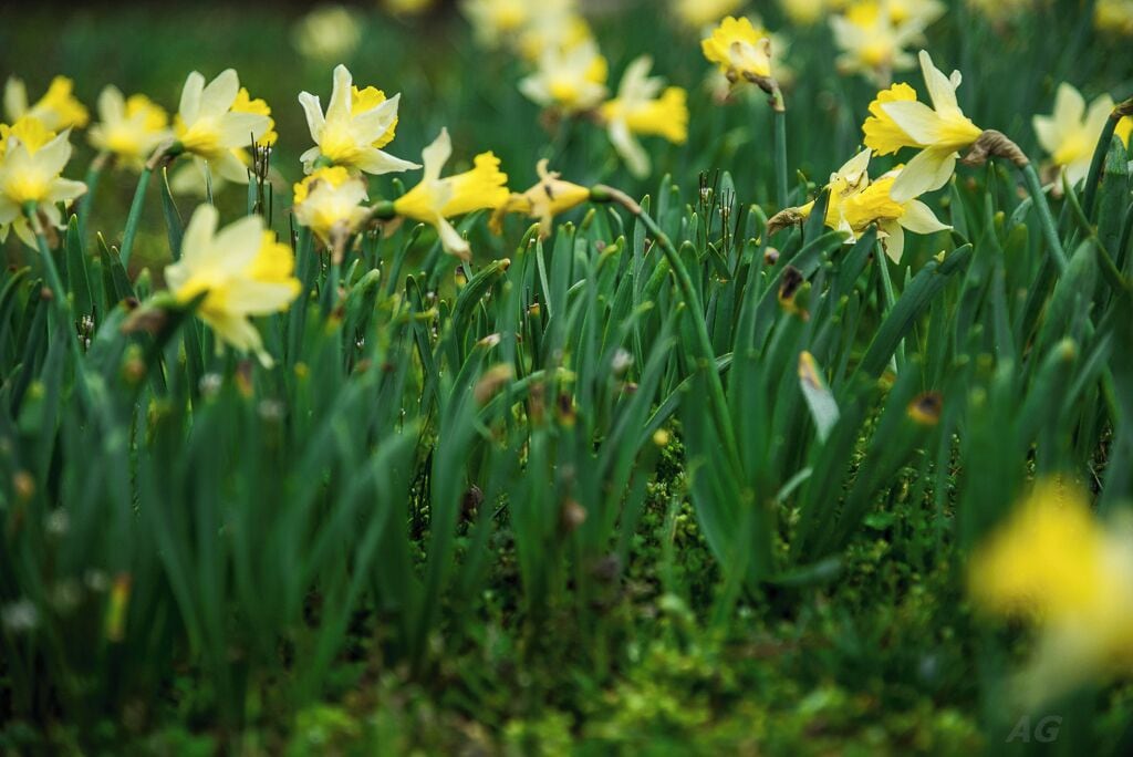 Spring is in full bloom right now at the Duke Gardens on the grounds of Duke University. I highly recommend visiting this location in the next couple of weeks if this location is on your checklist - the bloom won't last very long. The gardens are fun to explore just by yourself or with family but pets might not be allowed here in certain locations. There are all kinds of flowers here (and yes Cherry Blossoms too). On the weekends, parking is free before noon. Visiting the garden early during the weekend is recommended - the garden is highly popular with wedding photographers who descend later in the day. 

I would personally recommend visiting the garden on dull, cloudy days - the diffused light accentuates the bright colors of the flowers even more and you can capture vivid images. There's a neat little bridge over a small pond/creek in the garden that I haven't yet managed to capture to my liking and that is the most photographed location in this part of town after the Historic Yates Millpond I believe. The garden does have some photography rules especially if you're walking in with lots of equipment to do a professional shoot - I personally have never faced any issues here like having to register or pay a fee or something. But YMMV.

There is also a small cafe near the parking lot at the entrance to the gardens that has some great offerings - I have tried their sandwiches and salads and it's well worth a stop. 

Thank you for stopping by. 
#colorful #NC #USA #Durham #Duke #weekend #springfun #spring