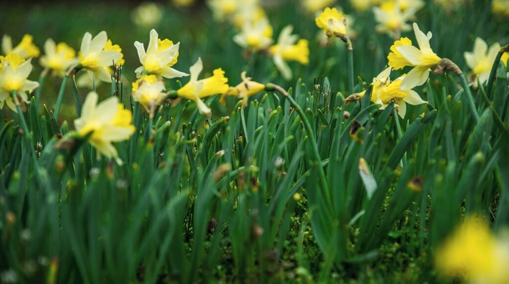 Spring is in full bloom right now at the Duke Gardens on the grounds of Duke University. I highly recommend visiting this location in the next couple of weeks if this location is on your checklist - the bloom won't last very long. The gardens are fun to explore just by yourself or with family but pets might not be allowed here in certain locations. There are all kinds of flowers here (and yes Cherry Blossoms too). On the weekends, parking is free before noon. Visiting the garden early during the weekend is recommended - the garden is highly popular with wedding photographers who descend later in the day.
I would personally recommend visiting the garden on dull, cloudy days - the diffused light accentuates the bright colors of the flowers even more and you can capture vivid images. There's a neat little bridge over a small pond/creek in the garden that I haven't yet managed to capture to my liking and that is the most photographed location in this part of town after the Historic Yates Millpond I believe. The garden does have some photography rules especially if you're walking in with lots of equipment to do a professional shoot - I personally have never faced any issues here like having to register or pay a fee or something. But YMMV.
There is also a small cafe near the parking lot at the entrance to the gardens that has some great offerings - I have tried their sandwiches and salads and it's well worth a stop.
Thank you for stopping by.
#colorful #NC #USA #Durham #Duke #weekend #springfun #spring