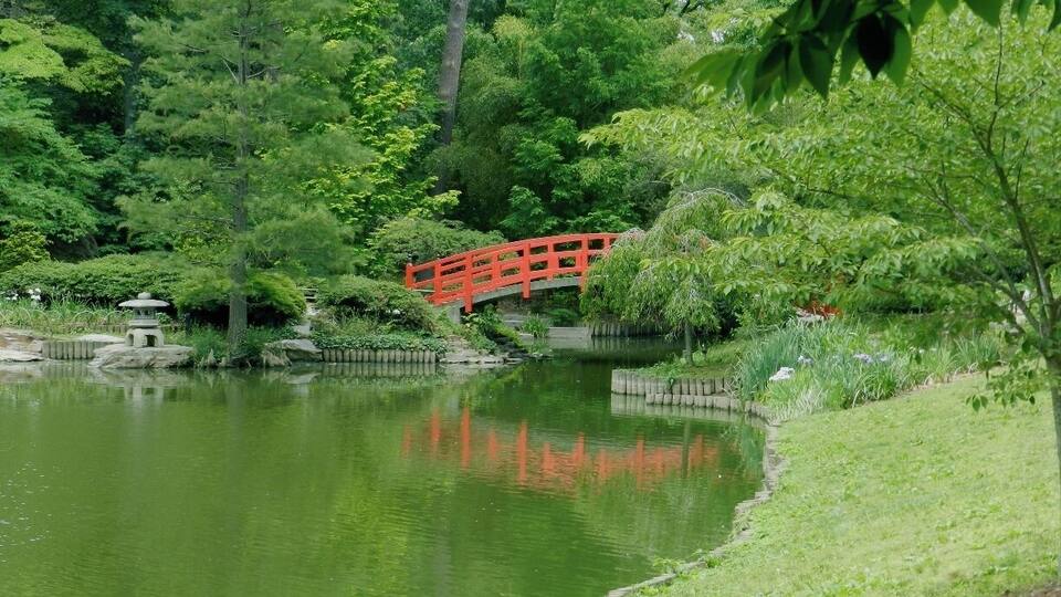 Ein friedlicher Teich mit einer roten Brücke, umgeben von üppigem Grün und Bäumen.