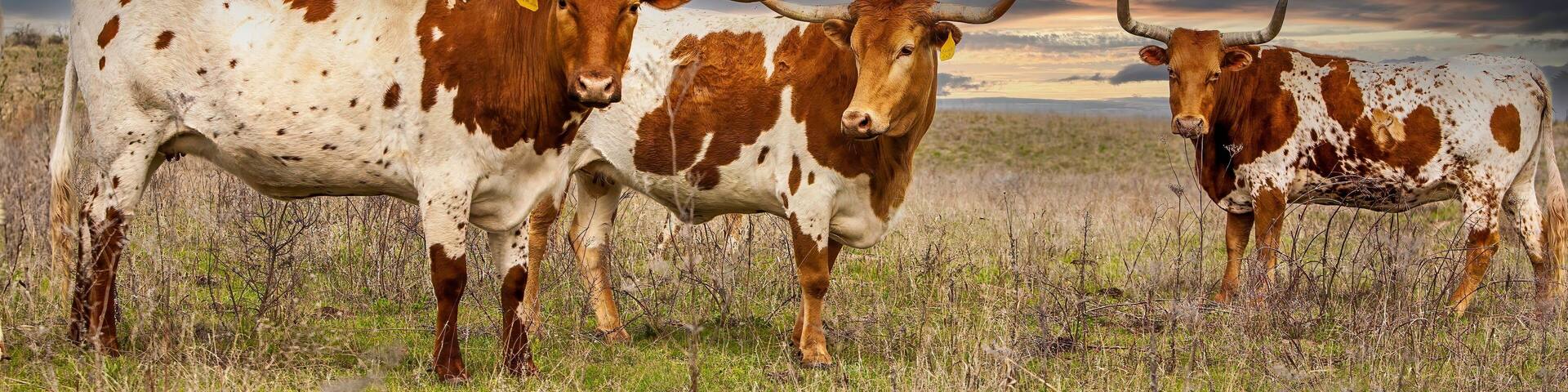 Texas longhorn cattle in range land on the Oklahoma panhandle, about 50 miles west of Woodward.