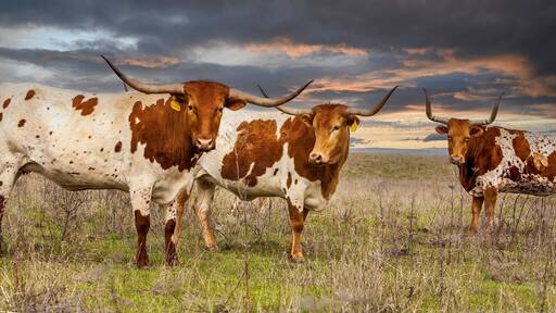 Texas longhorn cattle in range land on the Oklahoma panhandle, about 50 miles west of Woodward.