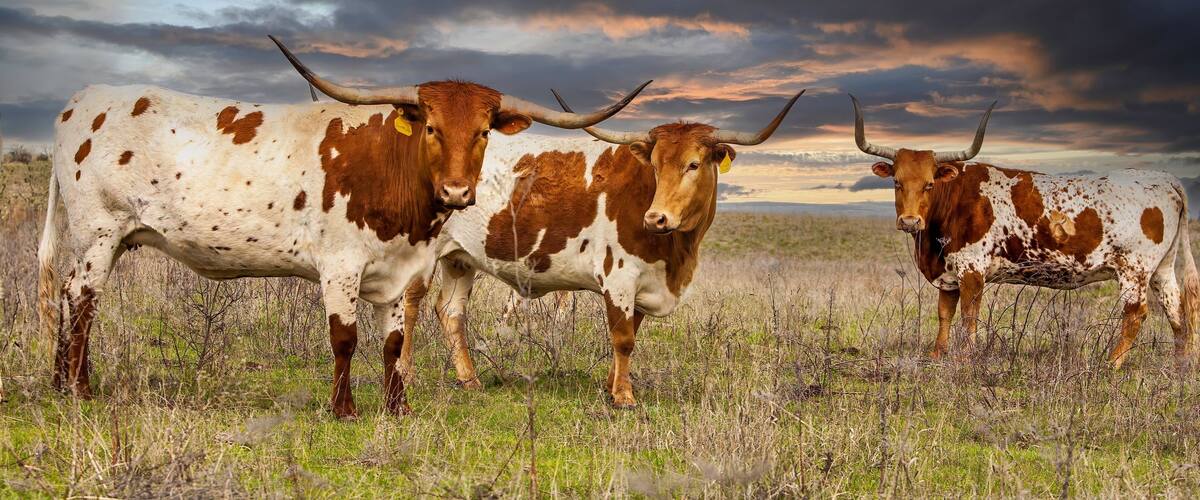 Texas longhorn cattle in range land on the Oklahoma panhandle, about 50 miles west of Woodward.