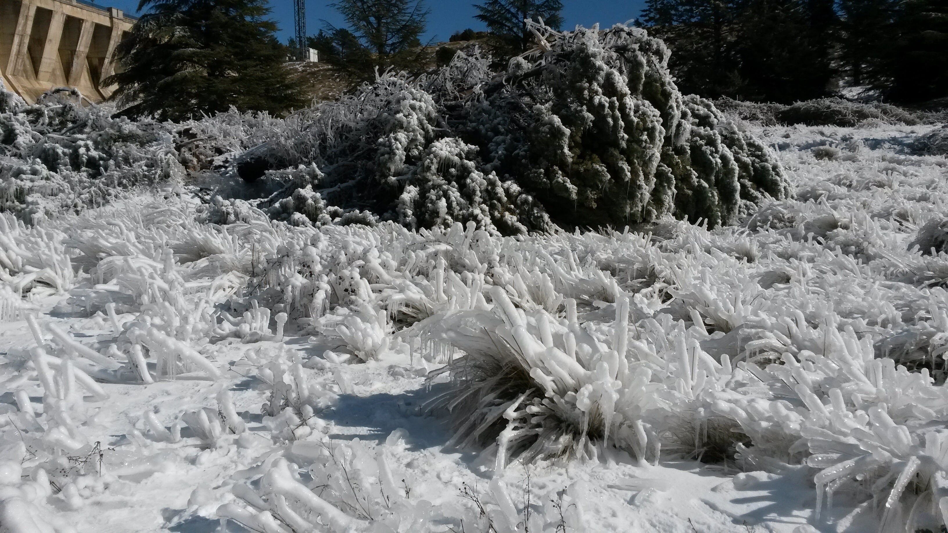 Navacerrada Viento Frio los arboles se doblegan