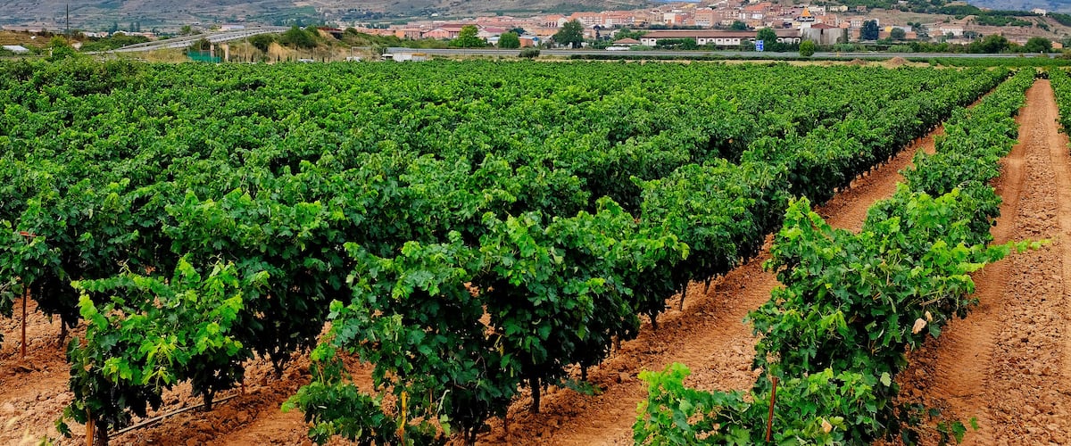 A vineyard with rows of grapevines and a distant town with a prominent church.