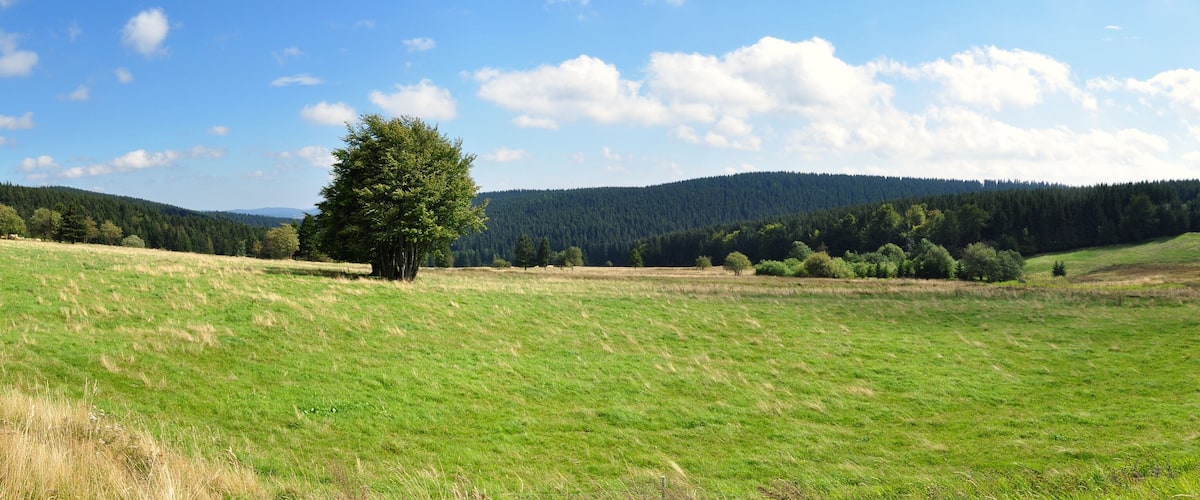 A grassy field with a single tree in the center, surrounded by forested hills under a clear sky.