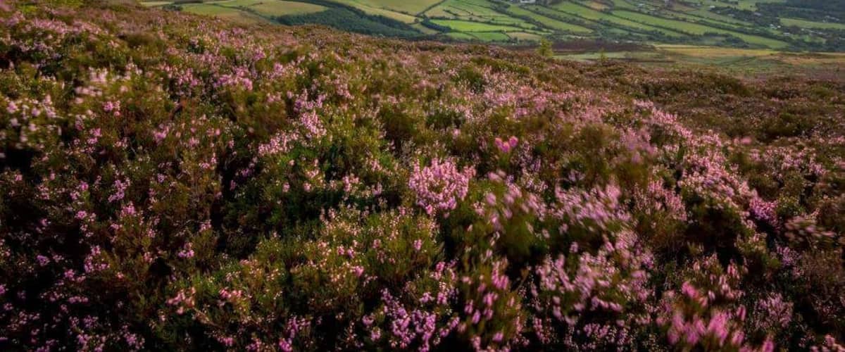 Last light on  a great day in the hills of Wicklow. Taken from below the summit of the Great Sugarloaf looking towards Dublin.
#hiking #wicklow #ireland #sunstar #sunset