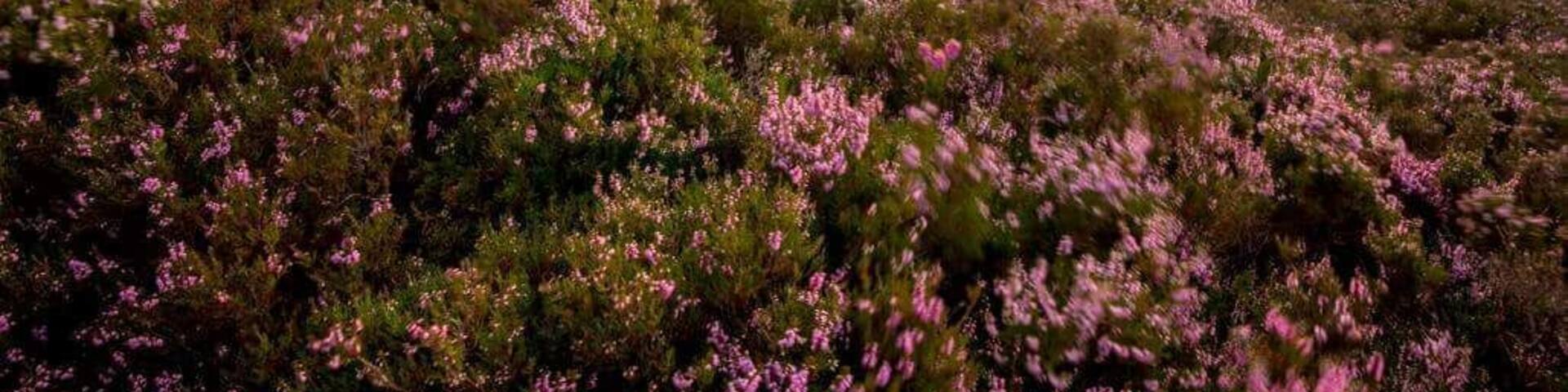 Last light on a great day in the hills of Wicklow. Taken from below the summit of the Great Sugarloaf looking towards Dublin.
#hiking #wicklow #ireland #sunstar #sunset