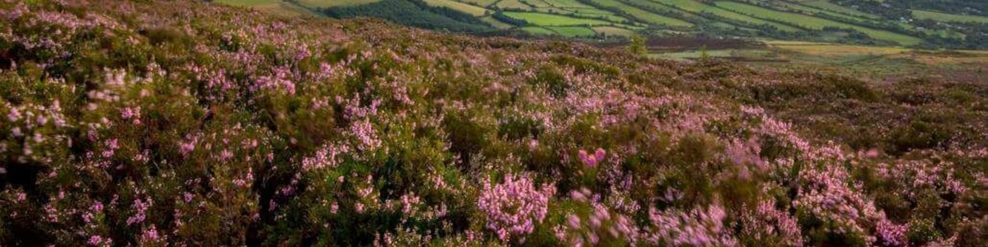 Last light on  a great day in the hills of Wicklow. Taken from below the summit of the Great Sugarloaf looking towards Dublin.
#hiking #wicklow #ireland #sunstar #sunset