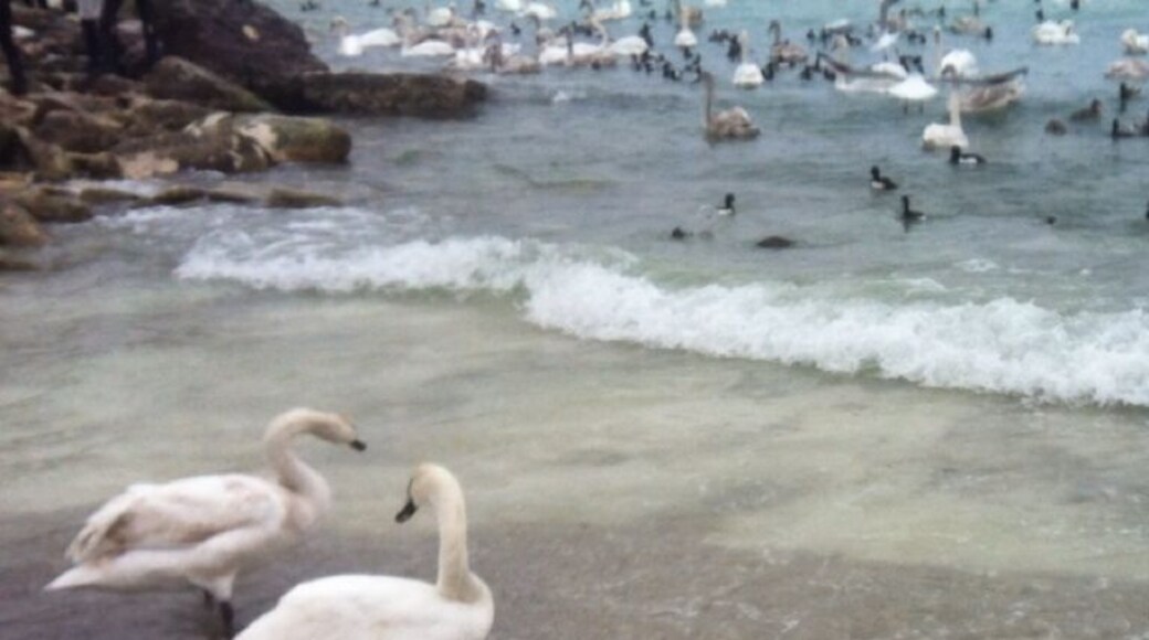 Aktau seaside. You can feed swans and flamingos if you are lucky with the last :-)