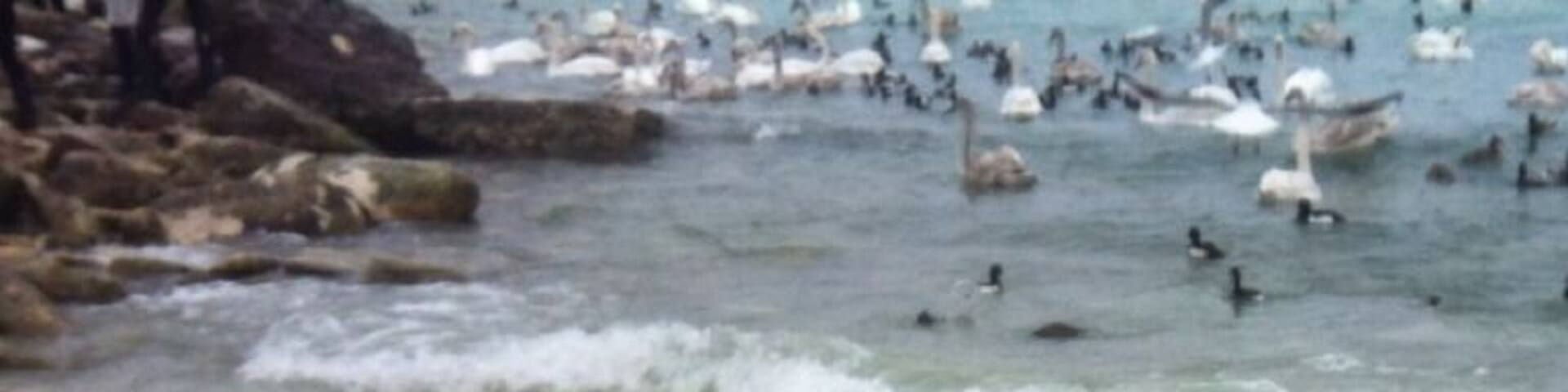 Aktau seaside. You can feed swans and flamingos if you are lucky with the last :-)