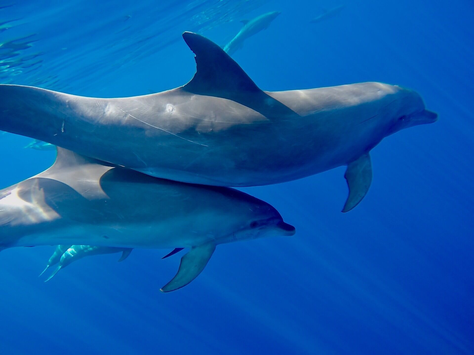 Dauphins