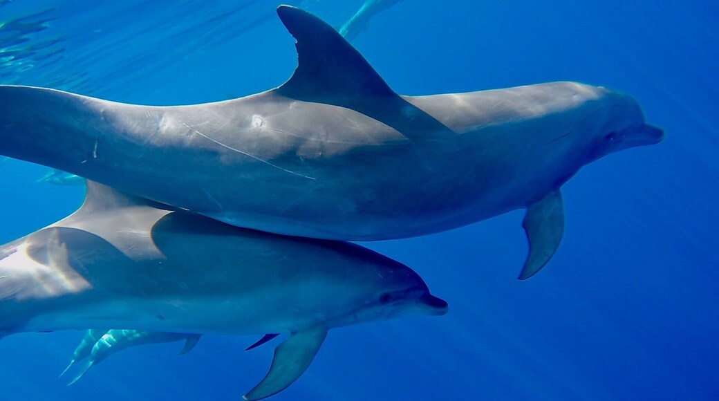 Dauphins