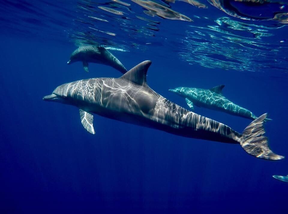 Dauphins