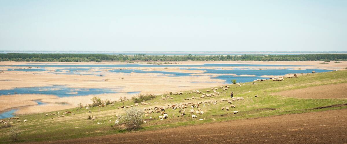 A vast landscape with a river, a herd of sheep grazing, and a distant forest.