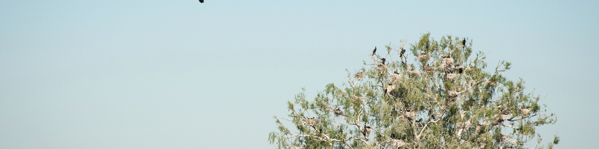 This year, we decided to kayak the Upper Delta in spring. To our surprise, everything was flooded! Mind you, the Danube was at an alarming level. We couldn't even find the birds in the places that we knew they'd be. So, we went searching. And found a paradise of cormorants and their chicks, swans, and pelicans. They let us get really close and we felt part of the family.
#waterlust
P.S. Our first mid-spring kayaking trip to the Delta (link in Romanian)--
https://bit.ly/2QSLI5G