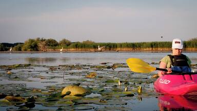A person kayaking on a lake with lily pads and a bird in the background.