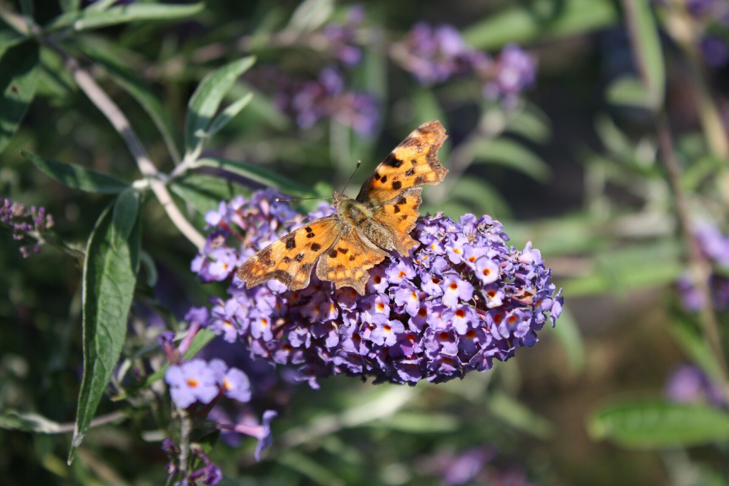 Right next to Bran Castle, there was a beautiful little park. Crouching down I see some pretty flowers....What is that I see? A beautiful butterfly that just had to be captured on camera! #NationalPark