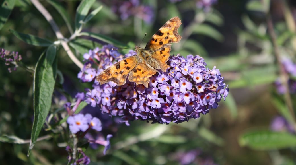 Right next to Bran Castle, there was a beautiful little park. Crouching down I see some pretty flowers....What is that I see? A beautiful butterfly that just had to be captured on camera! #NationalPark