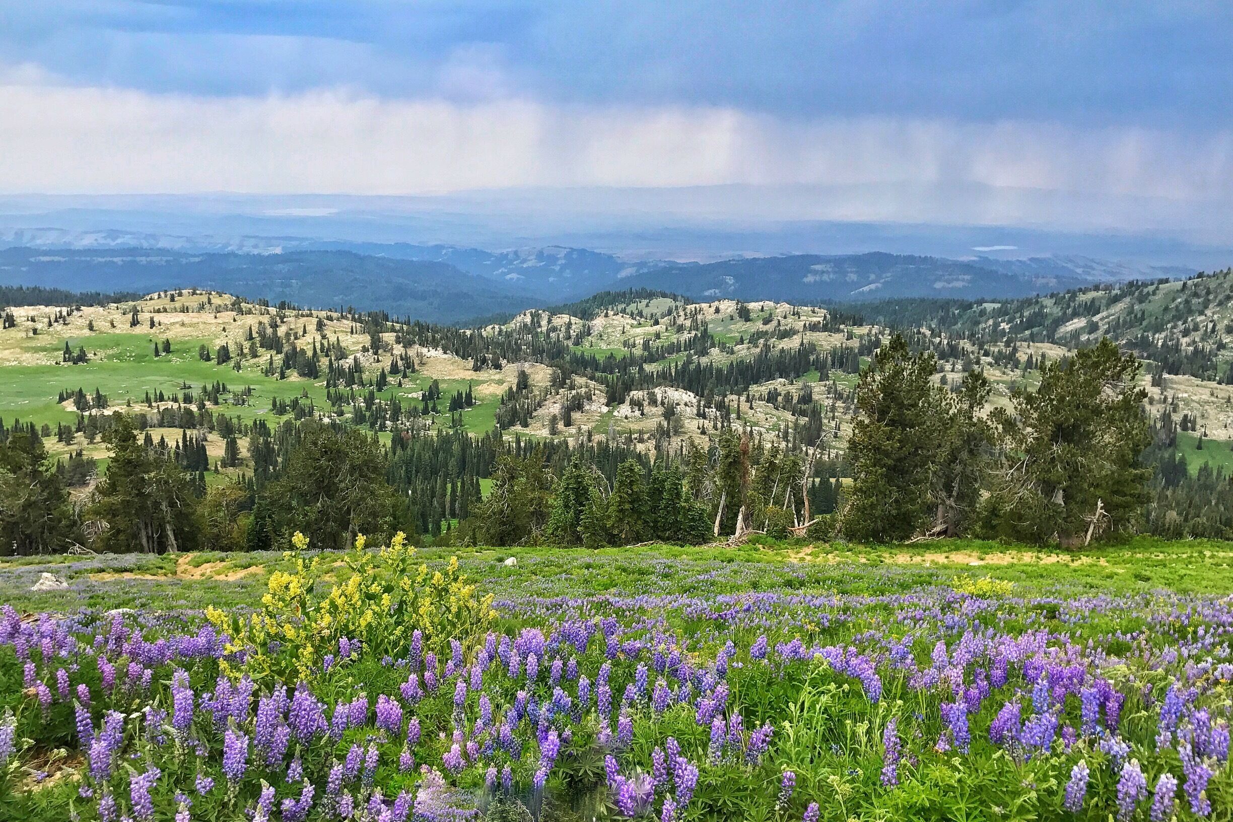 Finished our hike before the storm rolled in. Plenty of wildflowers still out there. Cascade ID Get out there and enjoy.
