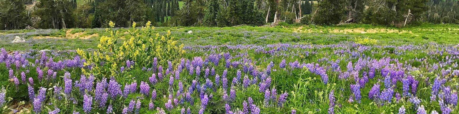 Finished our hike before the storm rolled in. Plenty of wildflowers still out there. Cascade ID Get out there and enjoy.