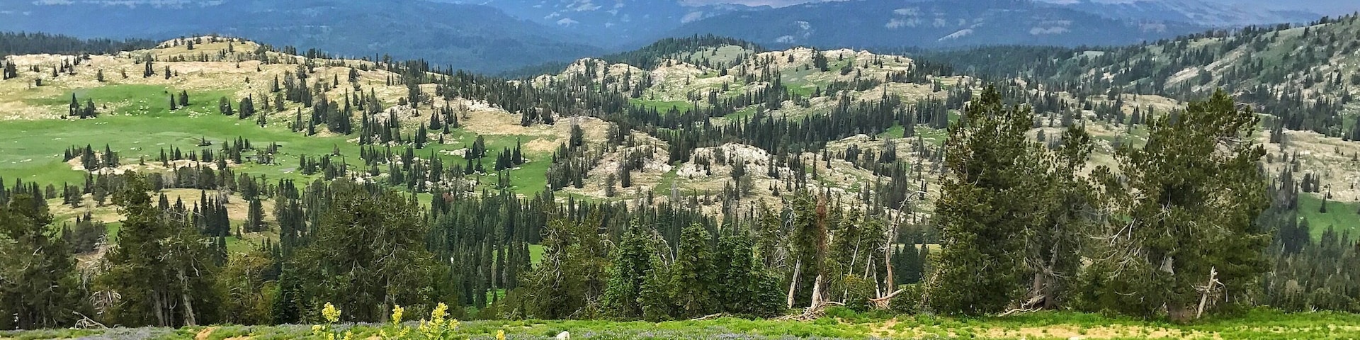 Finished our hike before the storm rolled in. Plenty of wildflowers still out there. Cascade ID Get out there and enjoy.