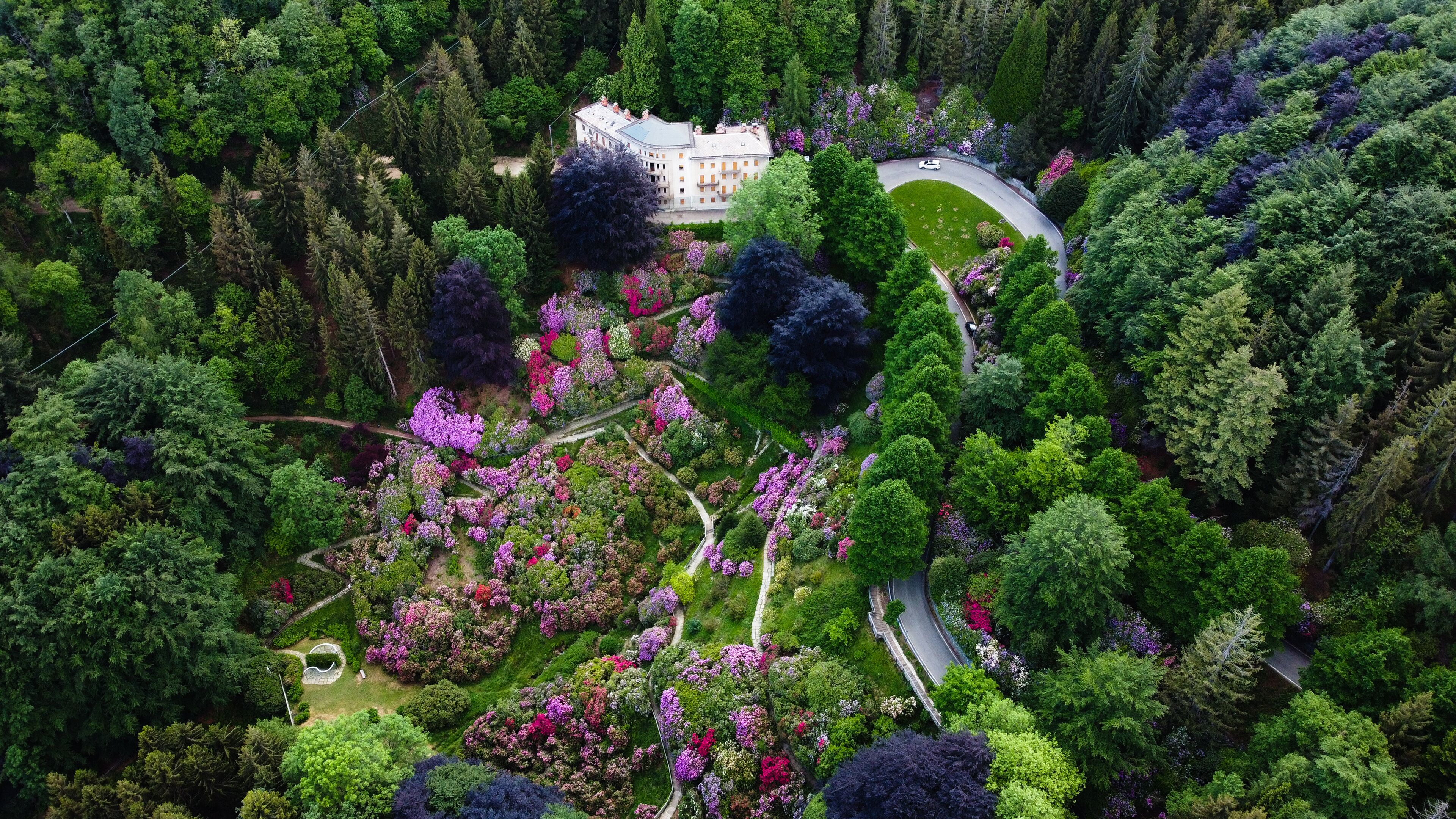 Aerial view of colorful blooming rhododendron shrubs among the trees in the Oasi Zegna, natural area and tourist attraction in the Province of Biella, Piedmont, Italy.