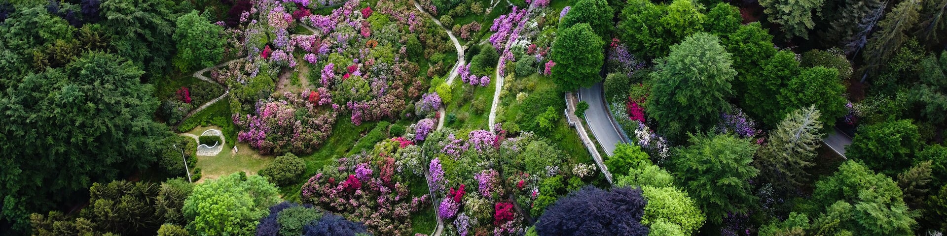 Aerial view of colorful blooming rhododendron shrubs among the trees in the Oasi Zegna, natural area and tourist attraction in the Province of Biella, Piedmont, Italy.