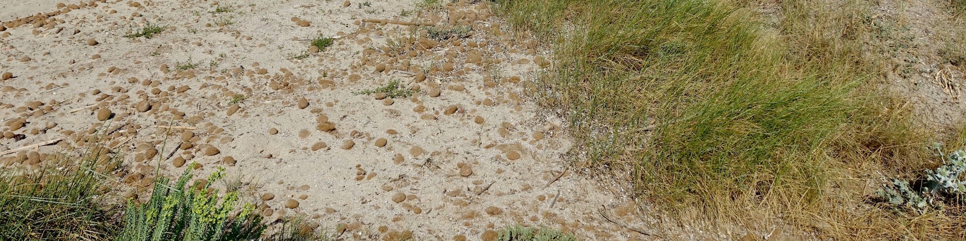 Platja de s’Home Mort, Son Serra de Marina, Gemeinde Santa Margalida, Mallorca, Spanien