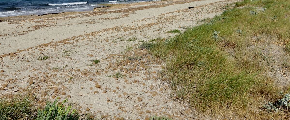 Platja de s’Home Mort, Son Serra de Marina, Gemeinde Santa Margalida, Mallorca, Spanien