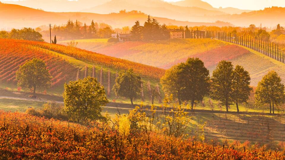 Rolling hills with vineyards, trees, and a distant building.