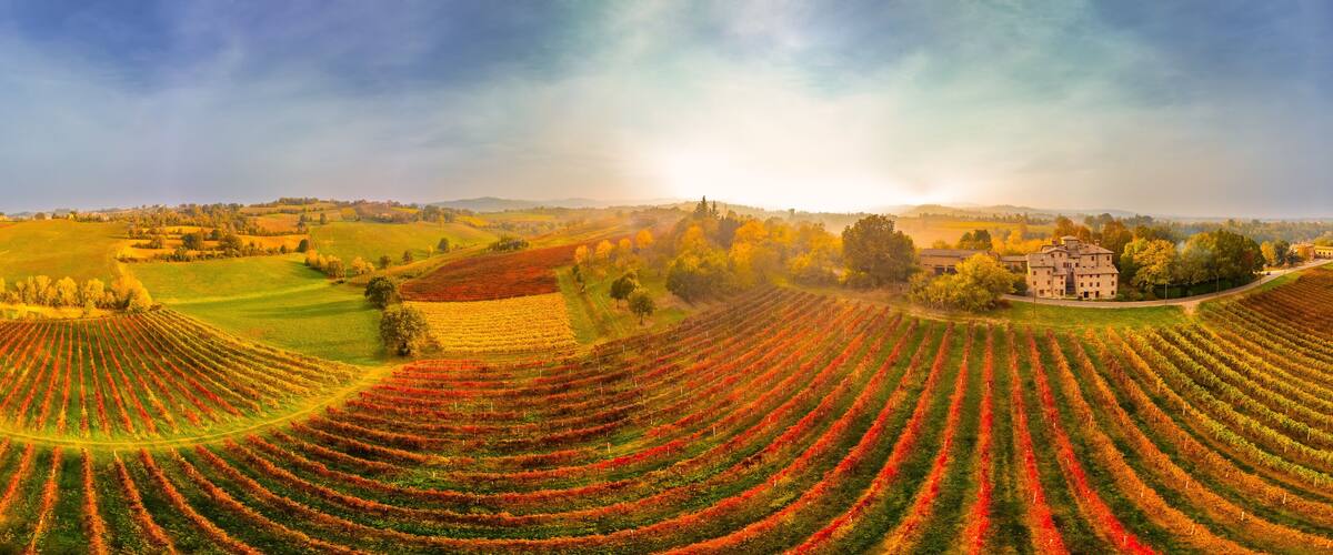 A vineyard with rows of grapevines, a building, and rolling hills in the background.