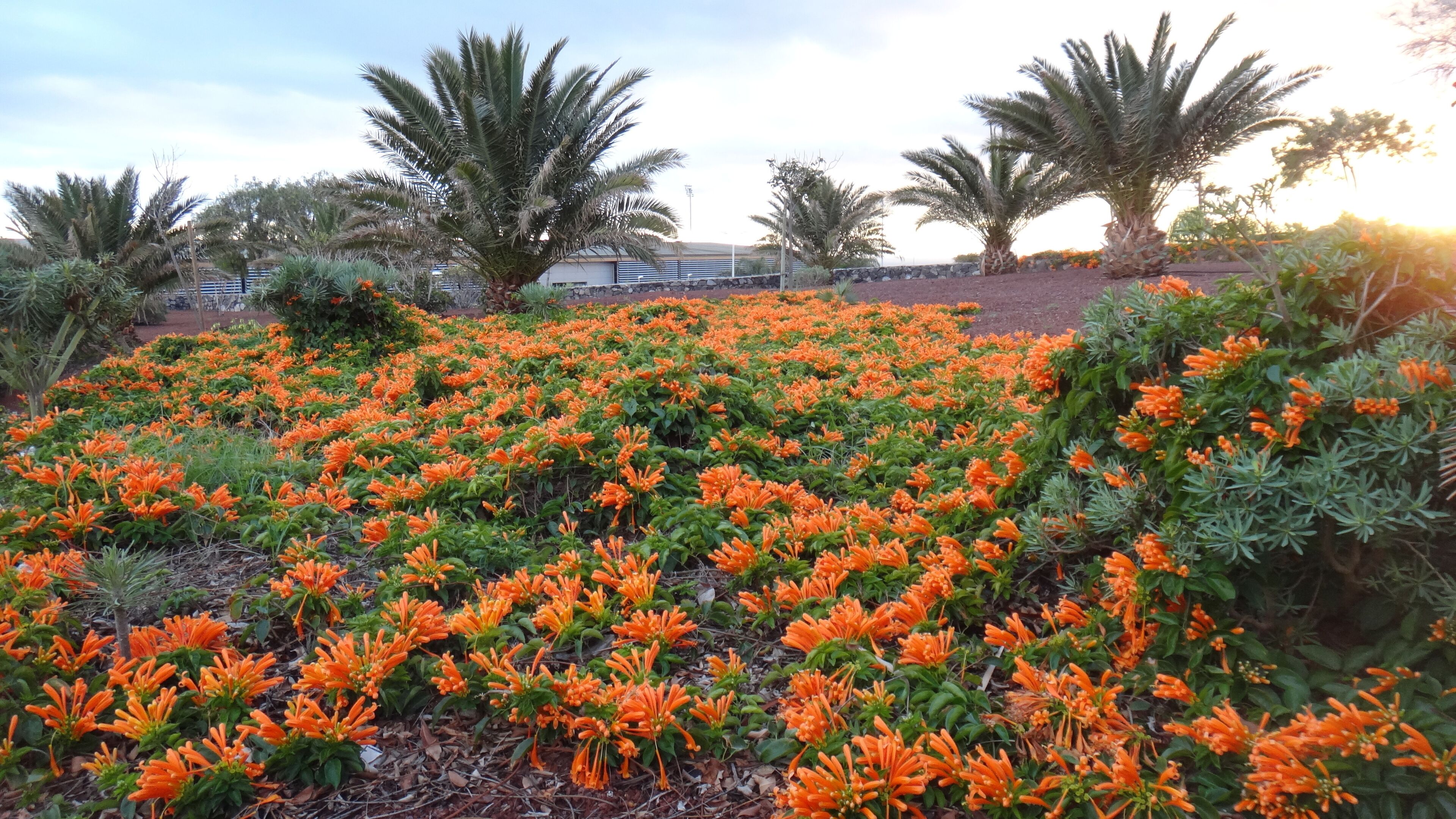 Granadilla de Abona, Santa Cruz de Tenerife, Spain