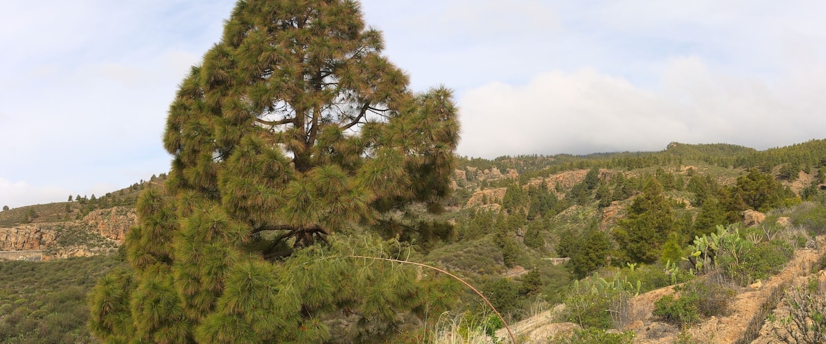A pine tree on a hillside with a stone bridge.