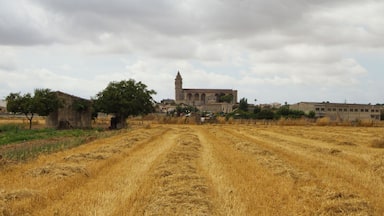 Petra, 07520, Balearic Islands, Spain