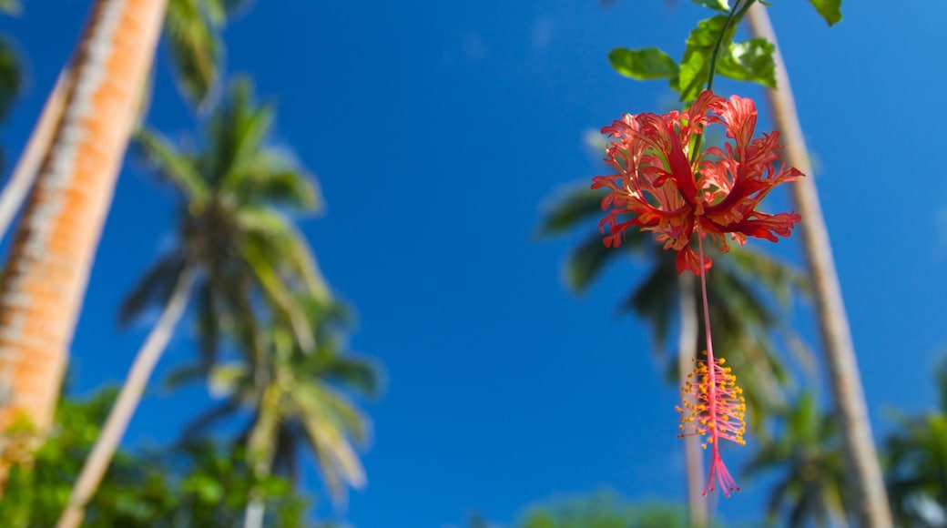 Costa de Coral ofreciendo flores