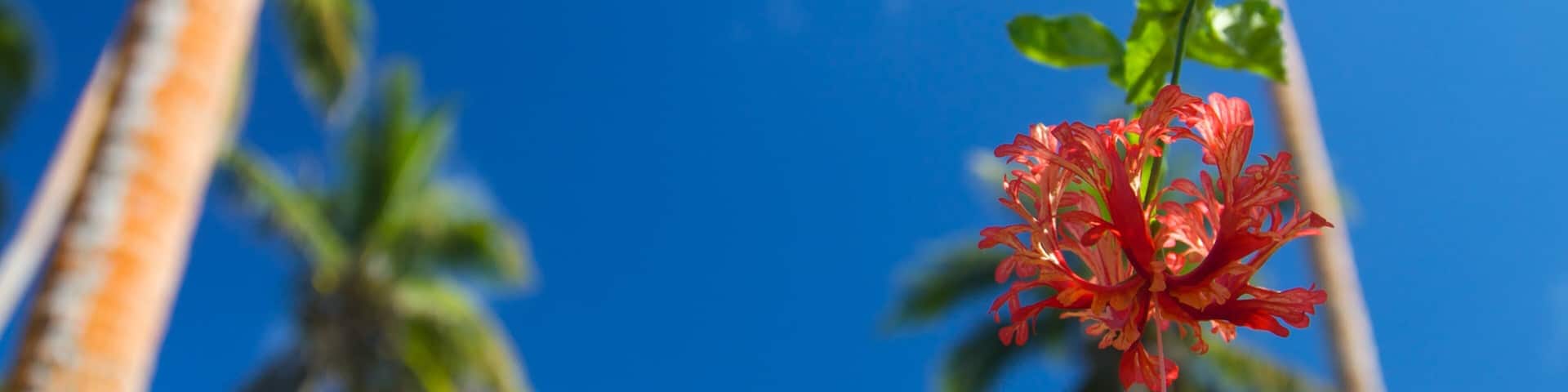 Coral Coast featuring flowers