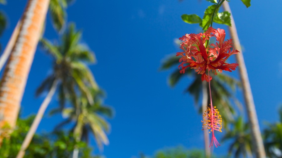 Coral Coast featuring flowers