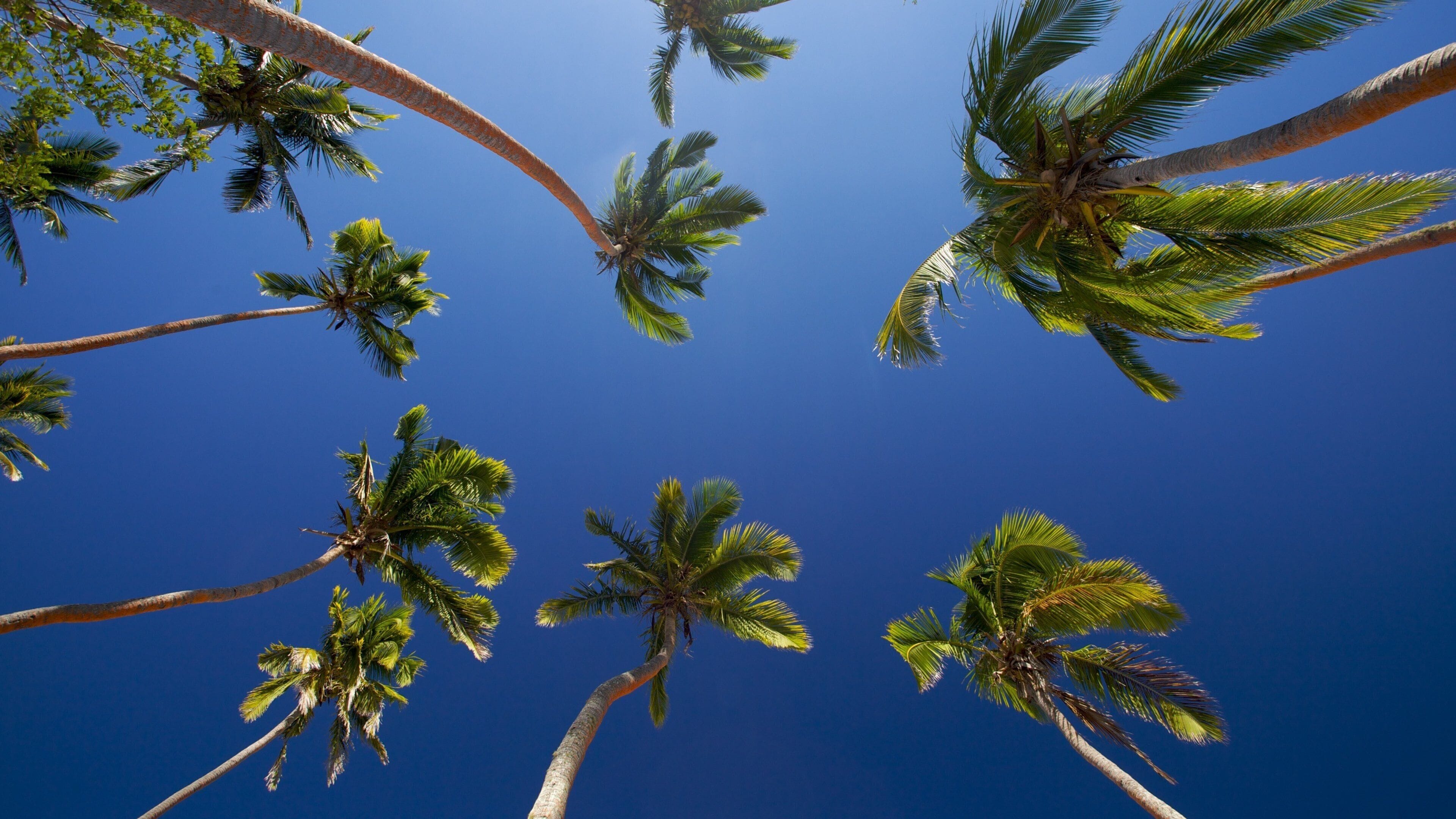Coral Coast featuring tropical scenes