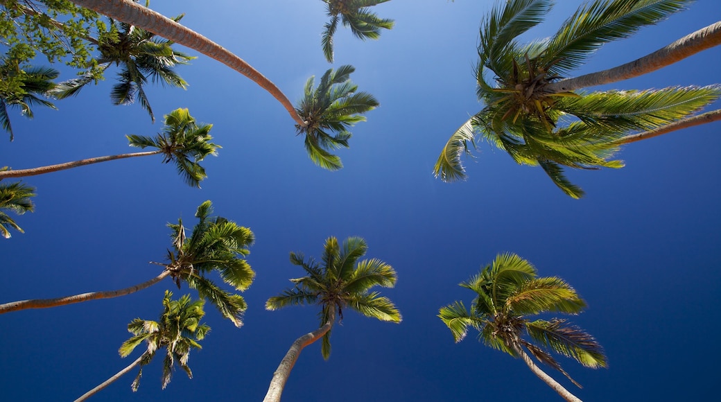Costa de Coral ofreciendo escenas tropicales