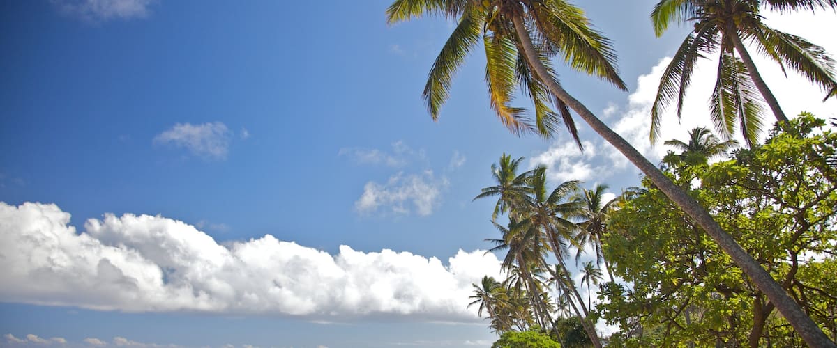 A beach with palm trees and a clear sky.