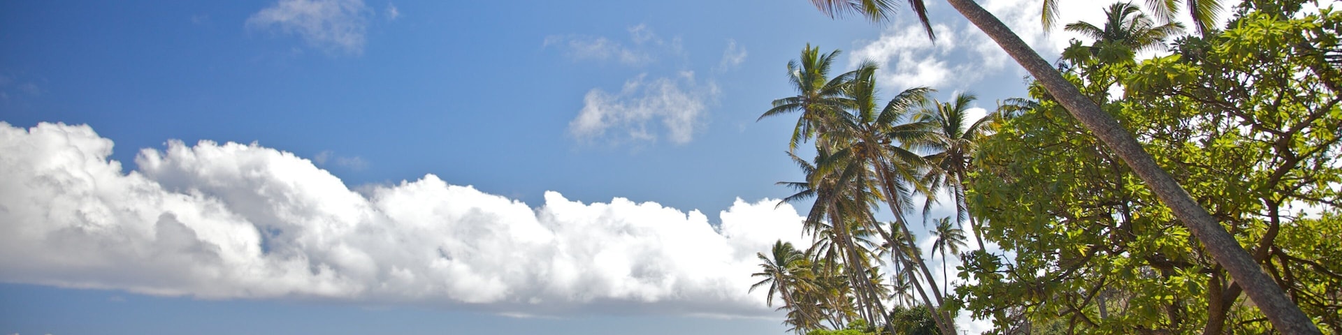 A beach with palm trees and a clear sky.