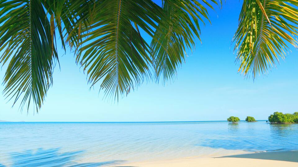A beach with palm trees and calm water.