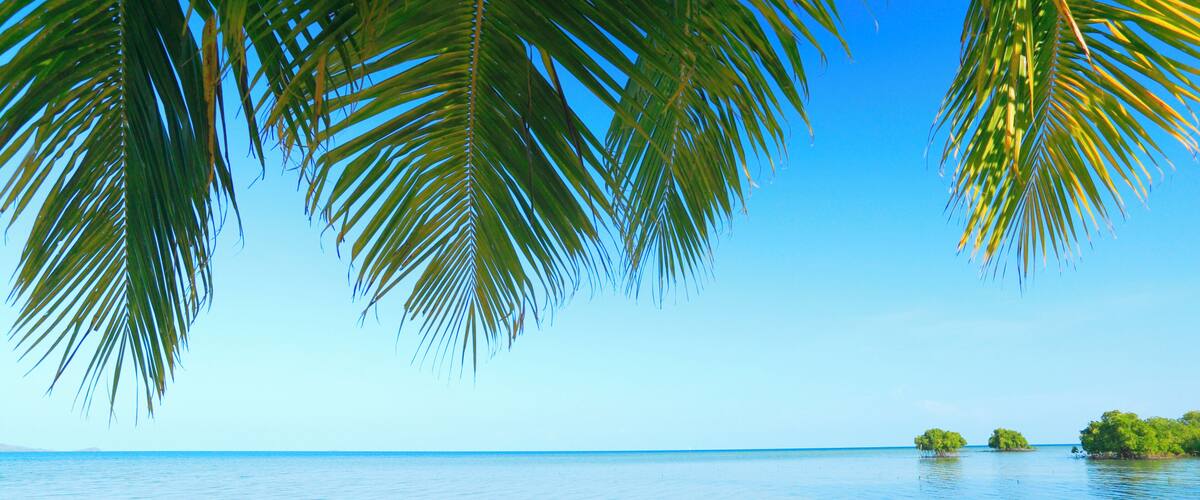 A beach with palm trees and calm water.