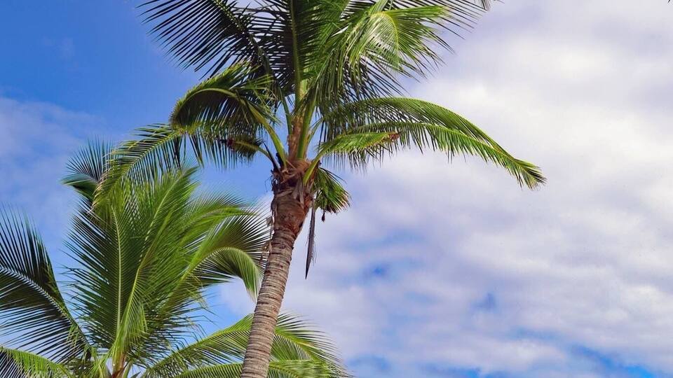 A beach with palm trees and a clear blue sky.