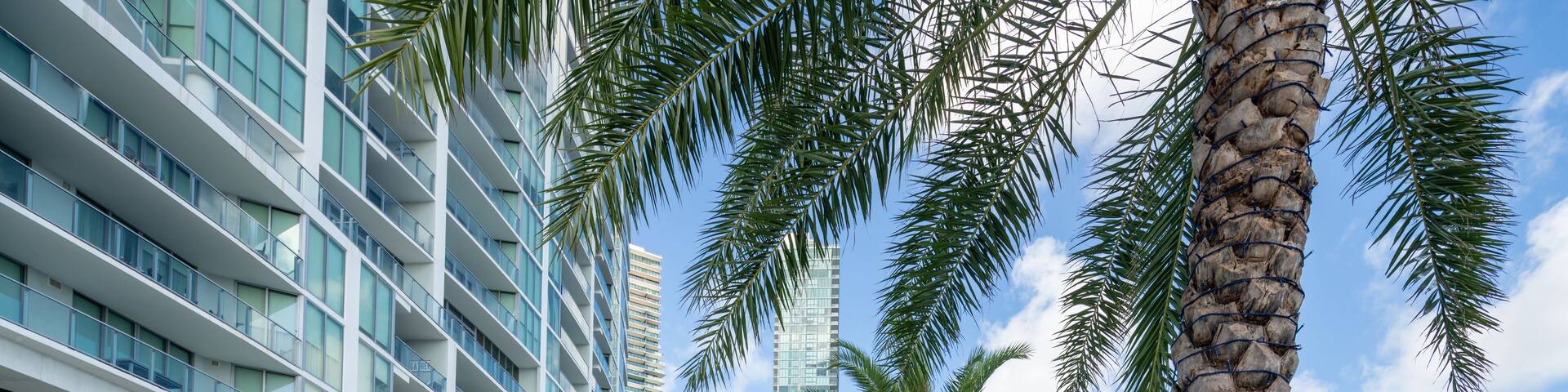 Walkway with palm trees by Biscayne Bay Miami FL