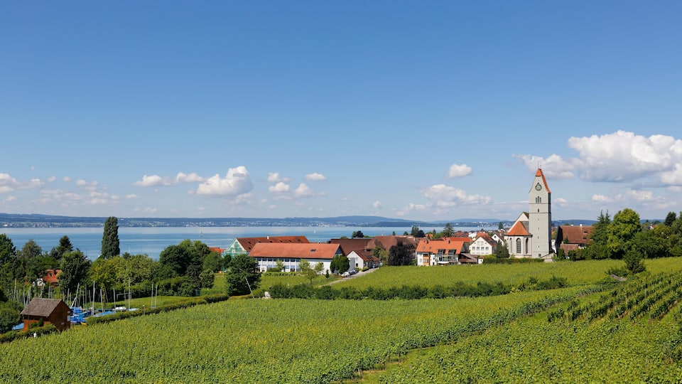 A vineyard with rows of grapevines, a church with a tall tower, and houses with red roofs by a lake.