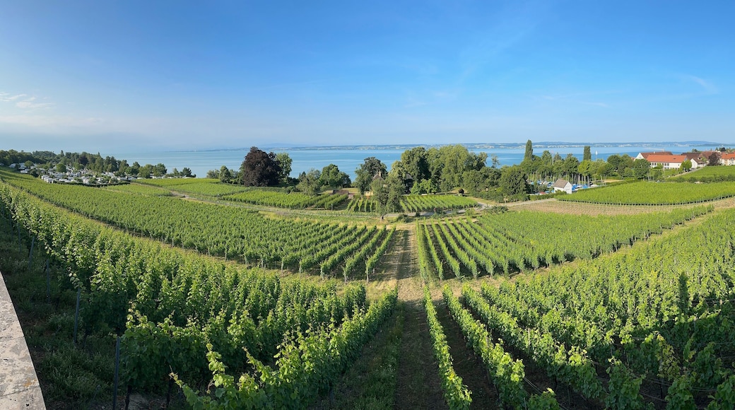 Vineyard Panorama on Lake Constance near Hagnau, Gemany