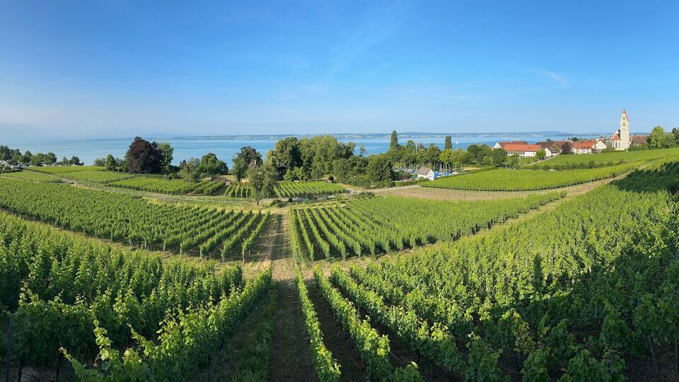 A vineyard with rows of grapevines, a body of water, and a church in the background.